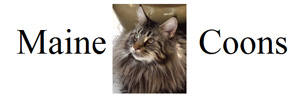 Maine Coon