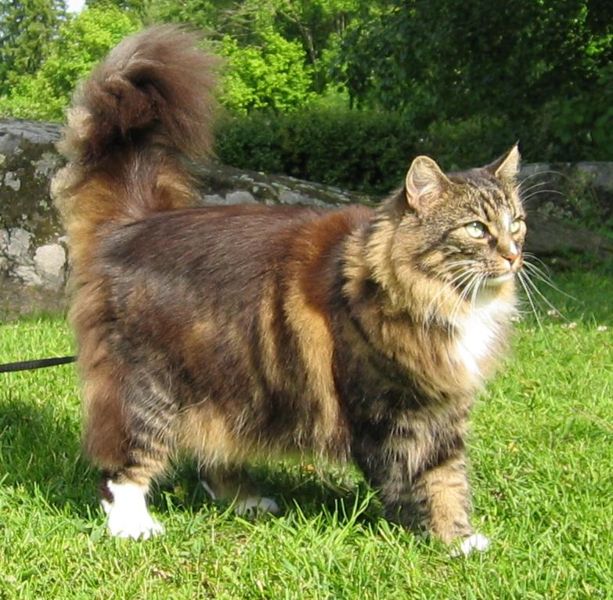 Norwegische Waldkatze