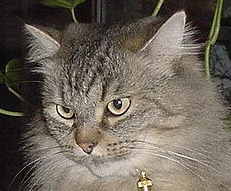 Sibirische Waldkatze